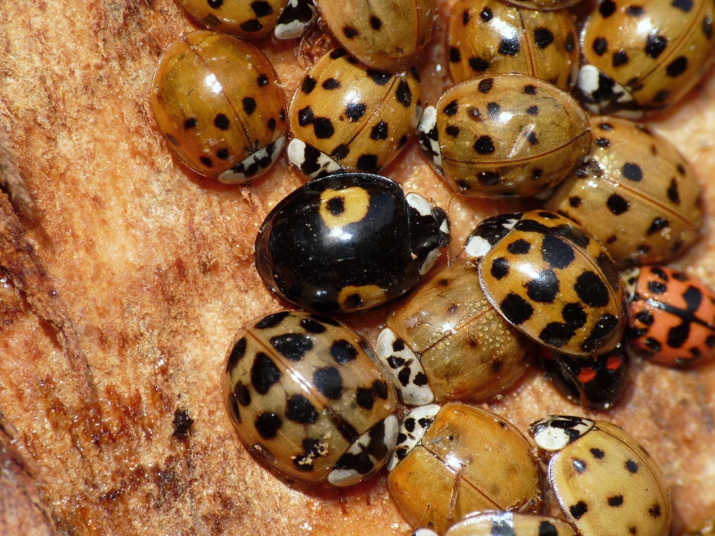 Coccinelle: Harmonia axyridis varie colorazioni (le pi grandi).